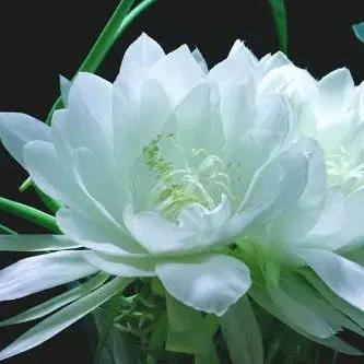 雪莲花〔拒私聊〕〔拒合拍〕