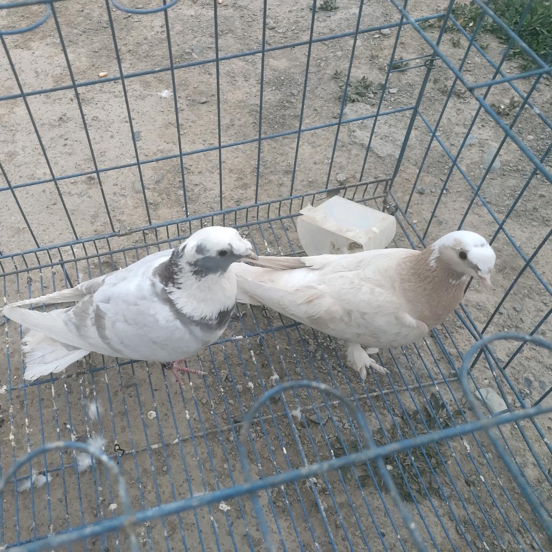上户鸿雁鸽舍