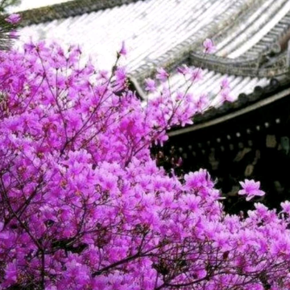 💰༣千之城ଓꦿ࿐