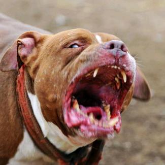 启亦之恒犬舍宠物店