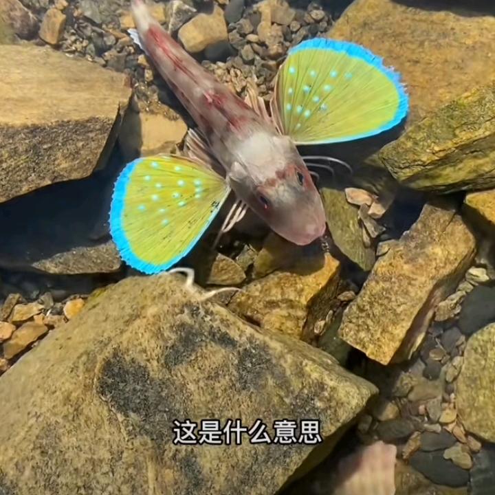 飞凡
