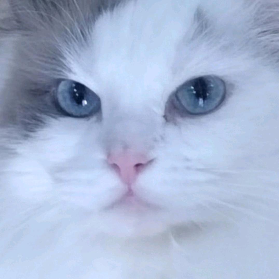 馋猫饼干干