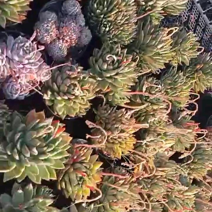 花卉爱好者