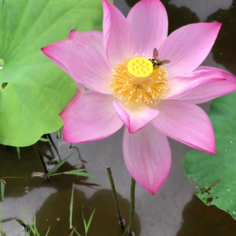莲花阿一