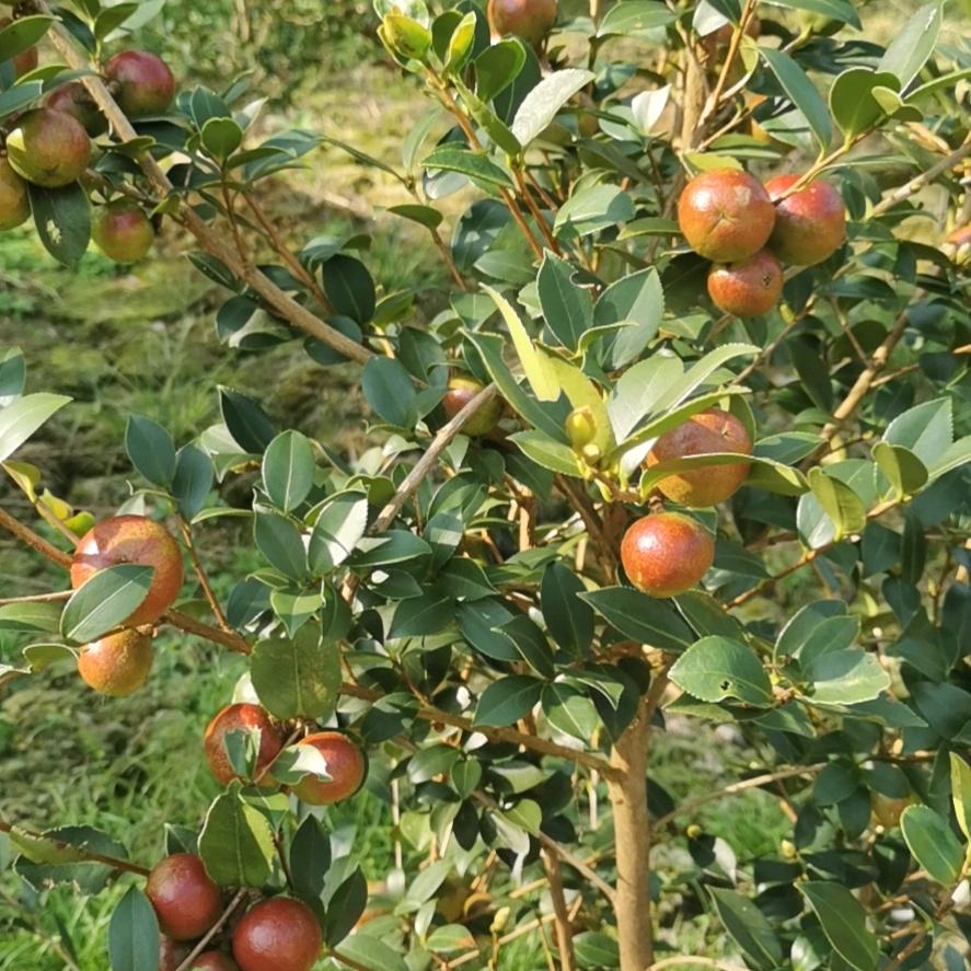 西江阳光