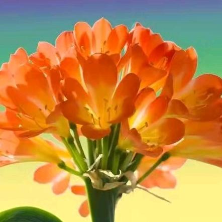 花好月圆