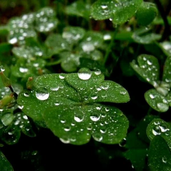 雨馨