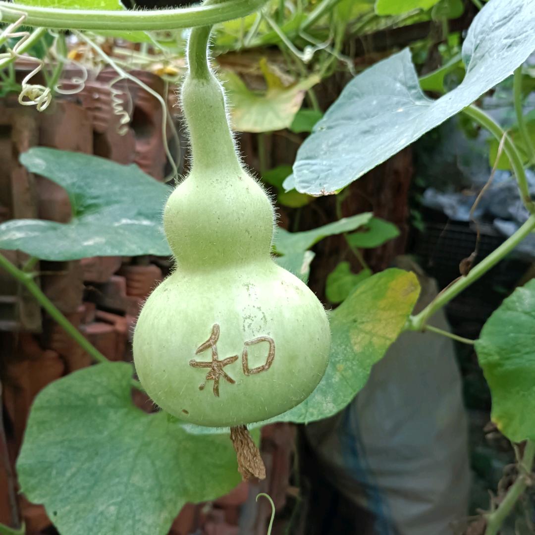 丽花帮，好想撒一次泼