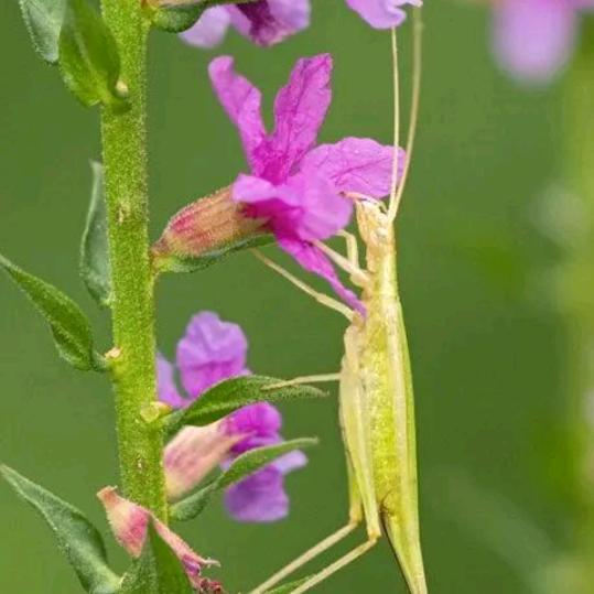 虫子生芽