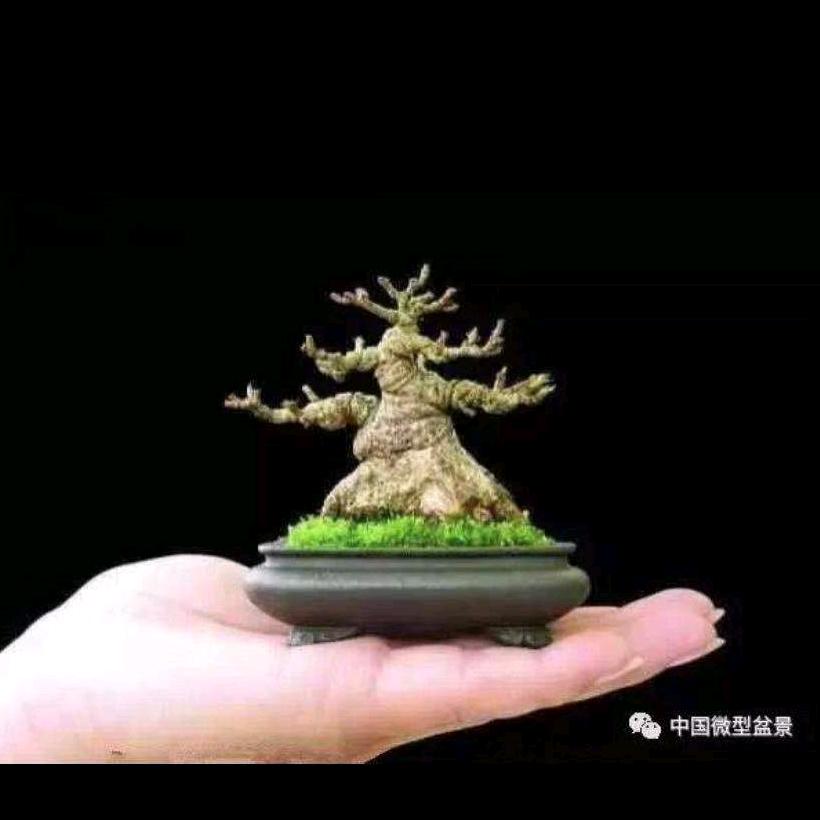 方寸微盆景网店
