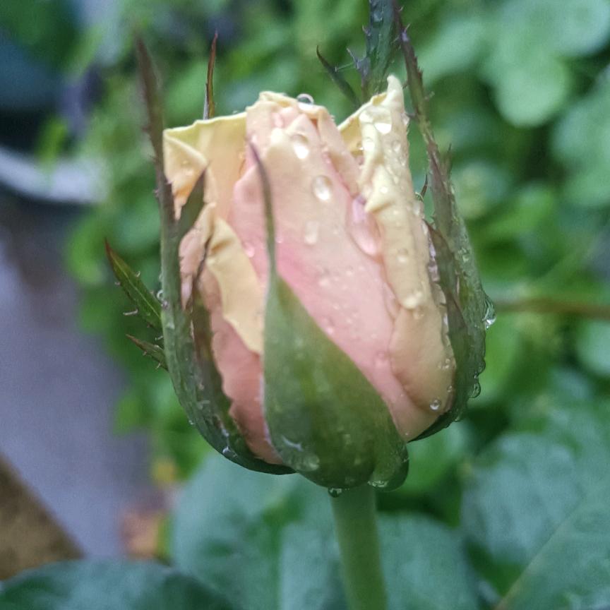 风雨知心