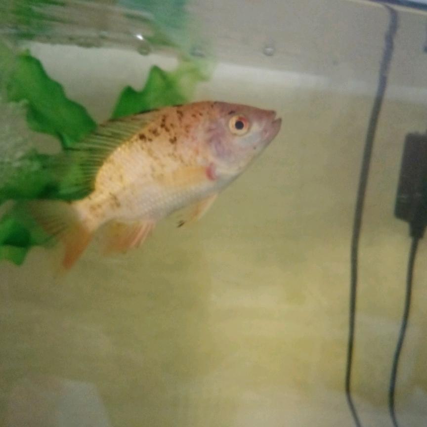 🕊꧔ꦿ᭄💞FQ雄🦋꧔ꦿ᭄?