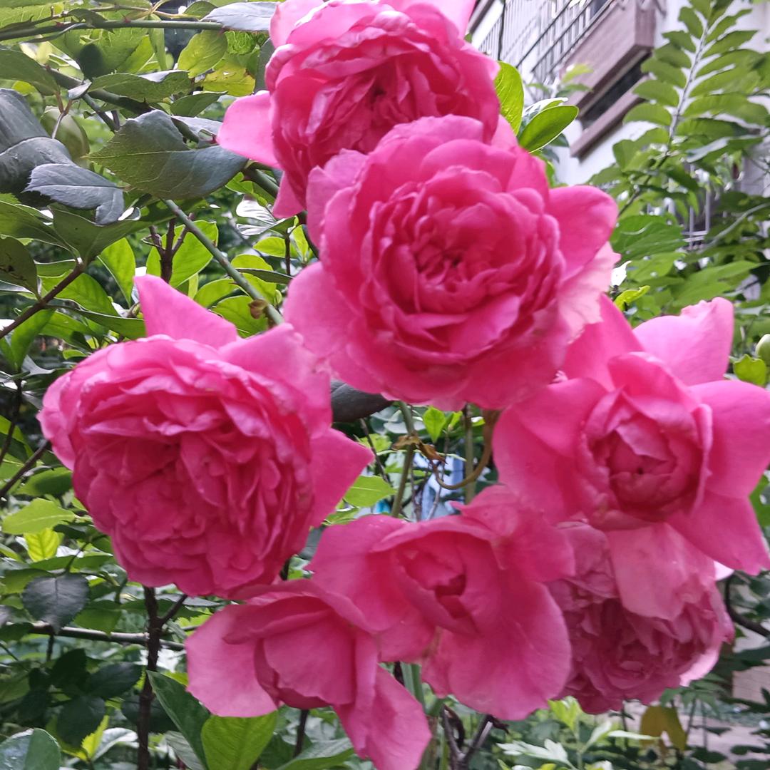 ❤️💛💚💙💜🧡蒲公英