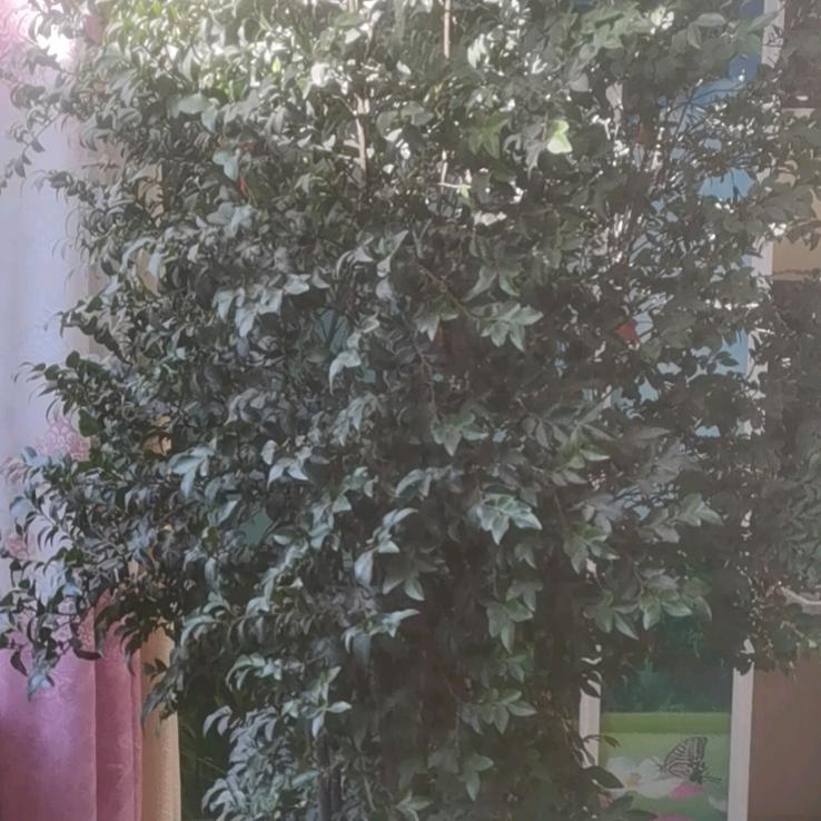 永动机