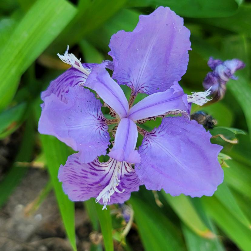 孟芳