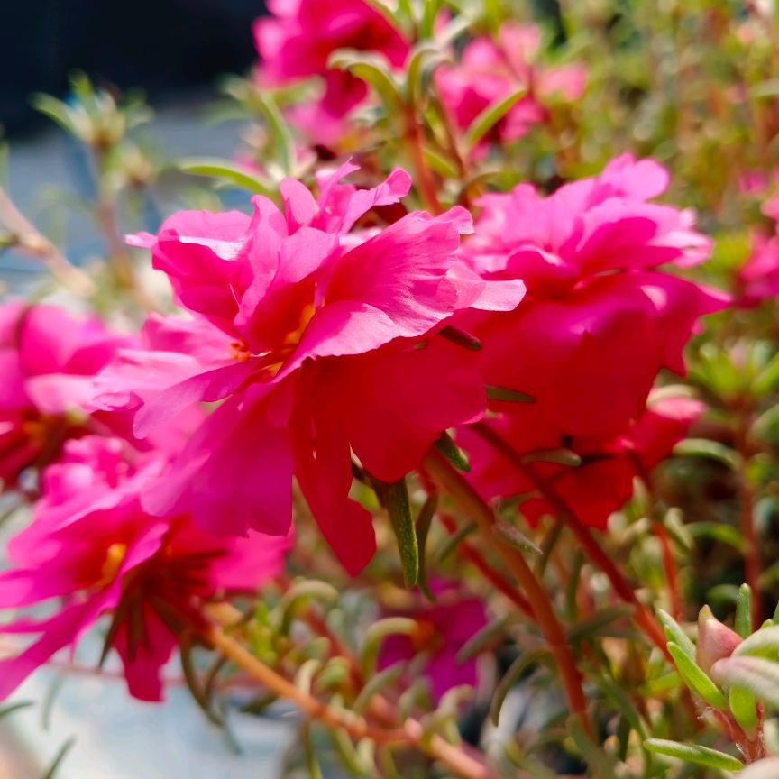 范小花