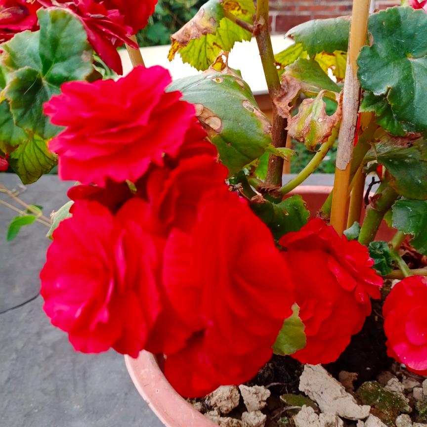 花花世界