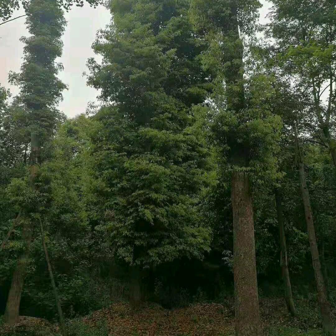 金丝楠木李红