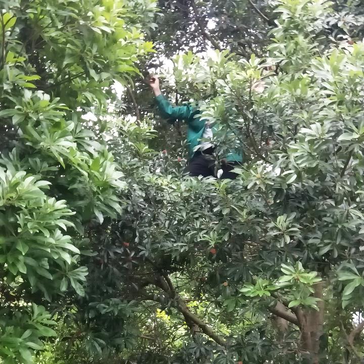 舒🍀红萍
