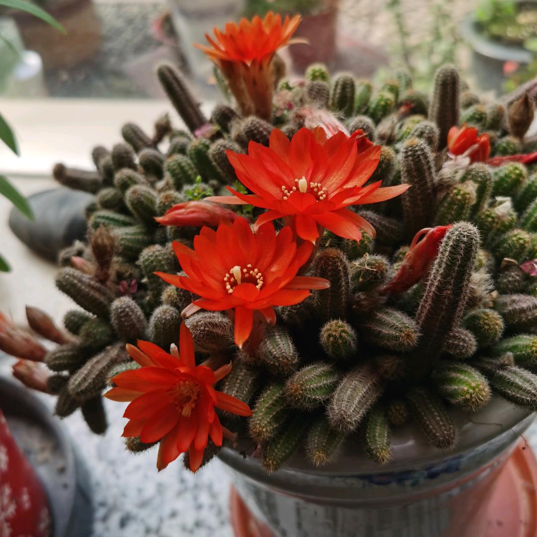 芳草