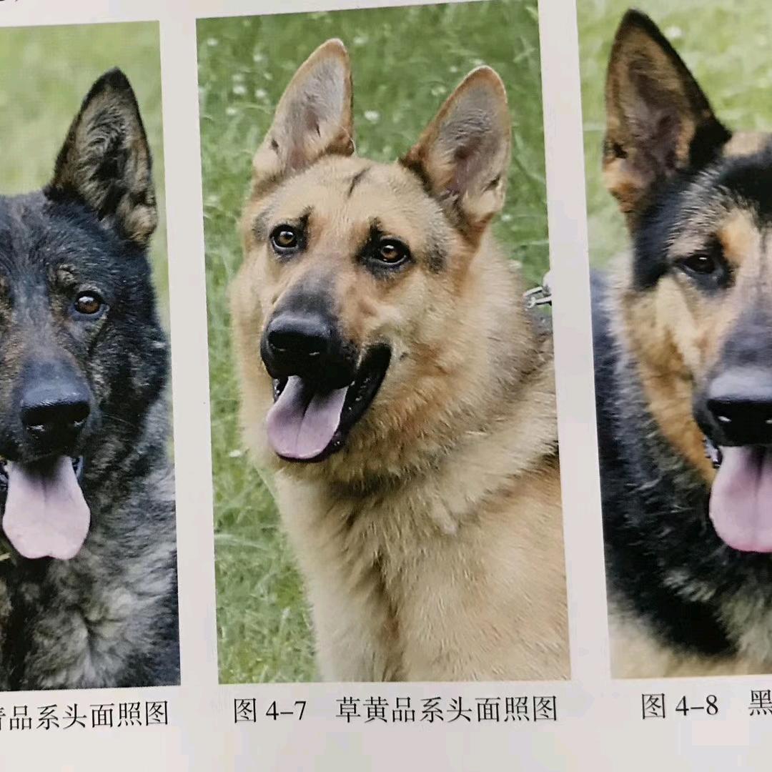 @养中国昆明犬那哥们