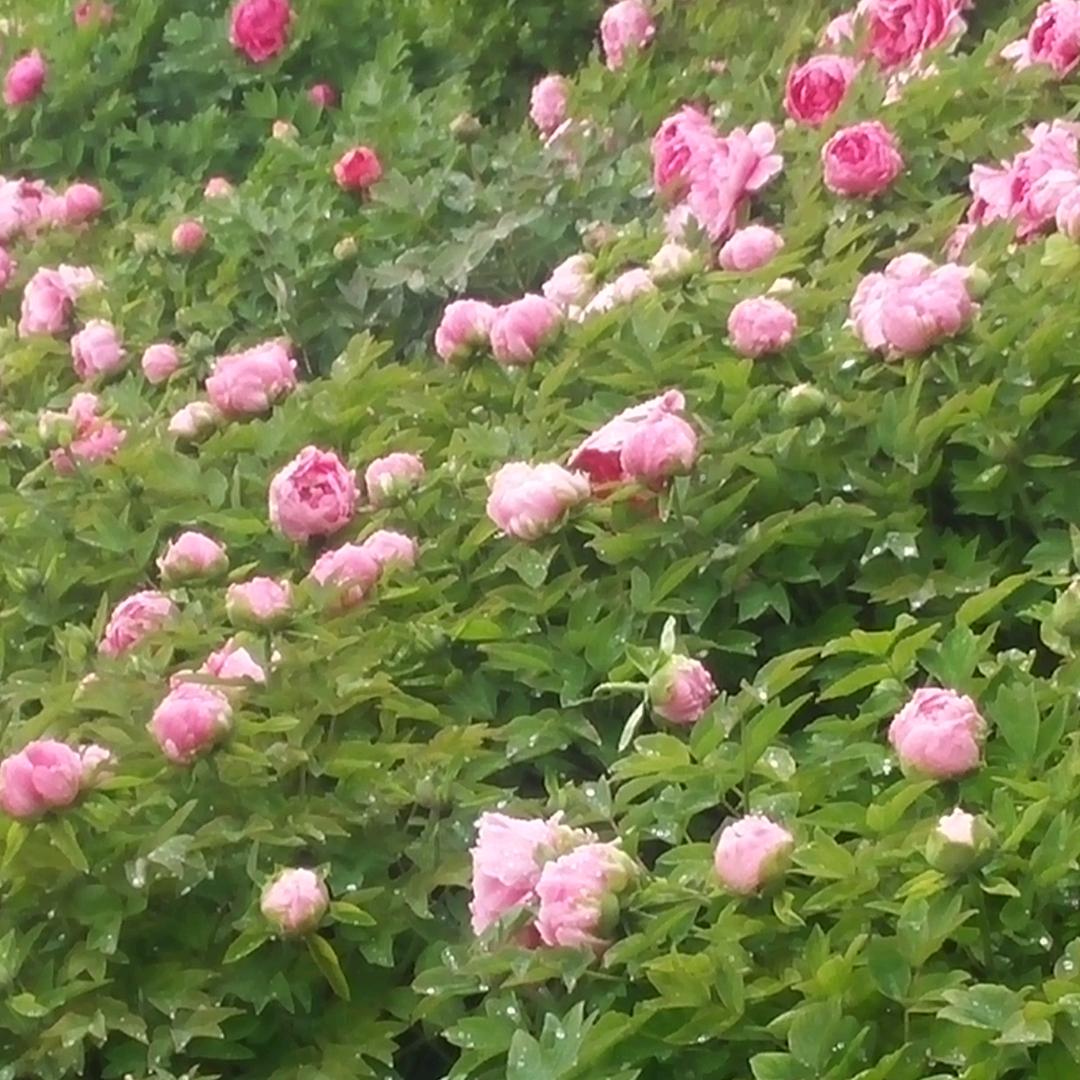金秋九月