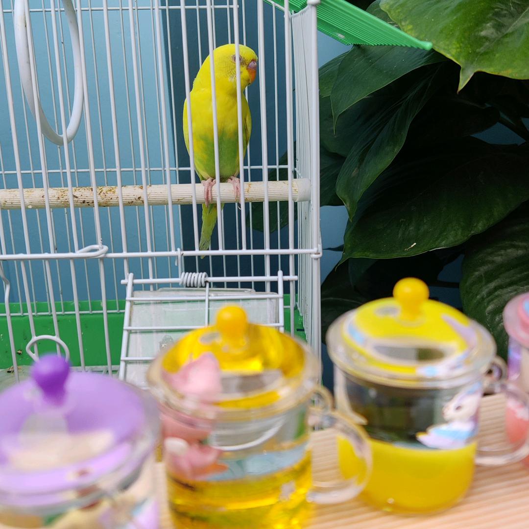 虎爸兔妈❤️妙分享