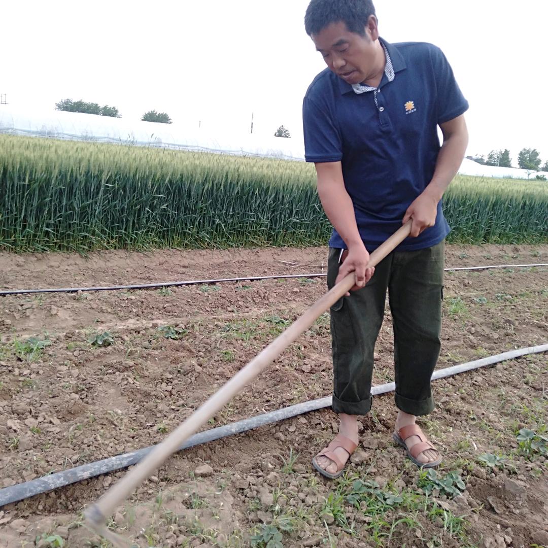 踏踏实实庄稼人