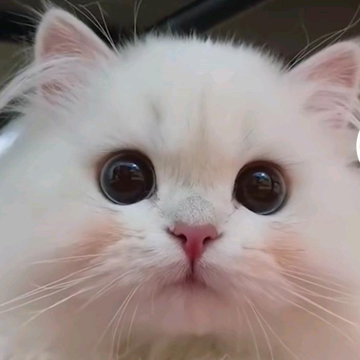 奶呼呼的小馋猫😺