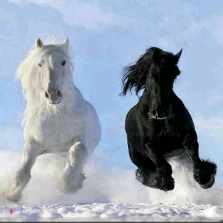 一路同行(●°u°●) 」