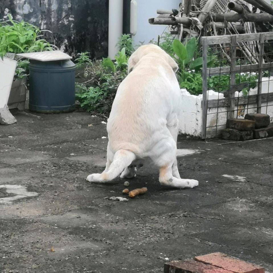 爱吃香菜棒棒糖🍭