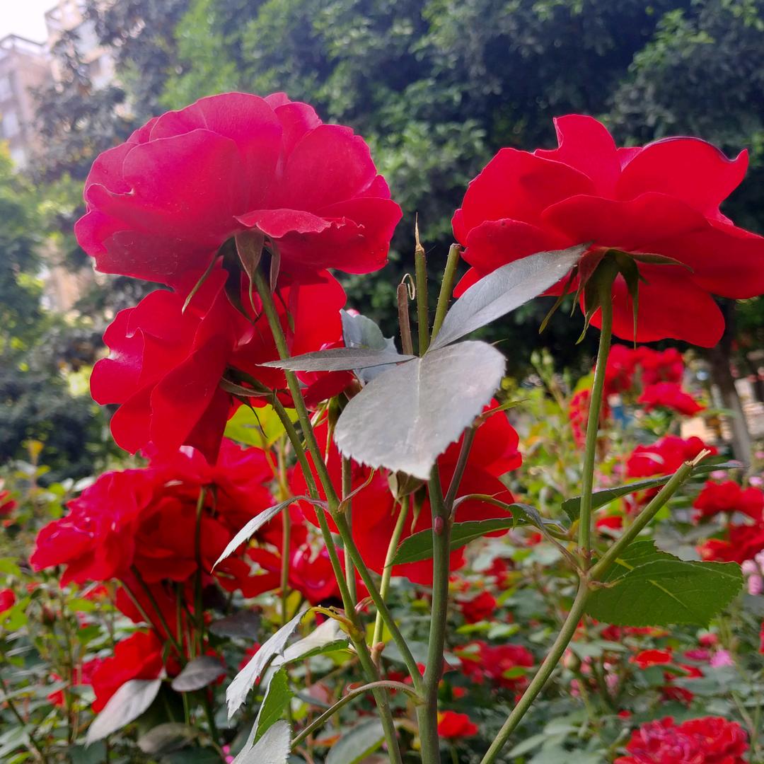 🌹知足常乐