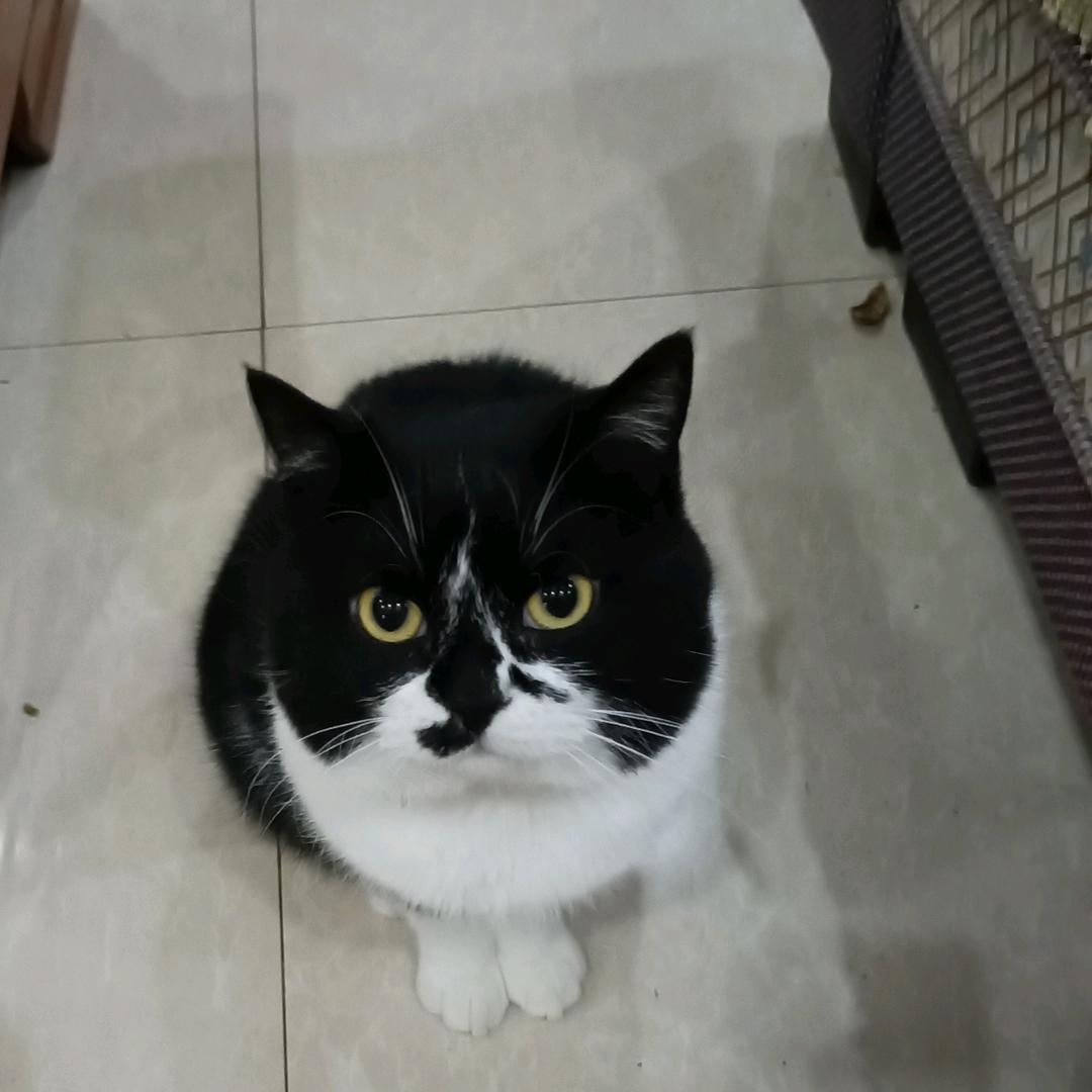 朱二姐