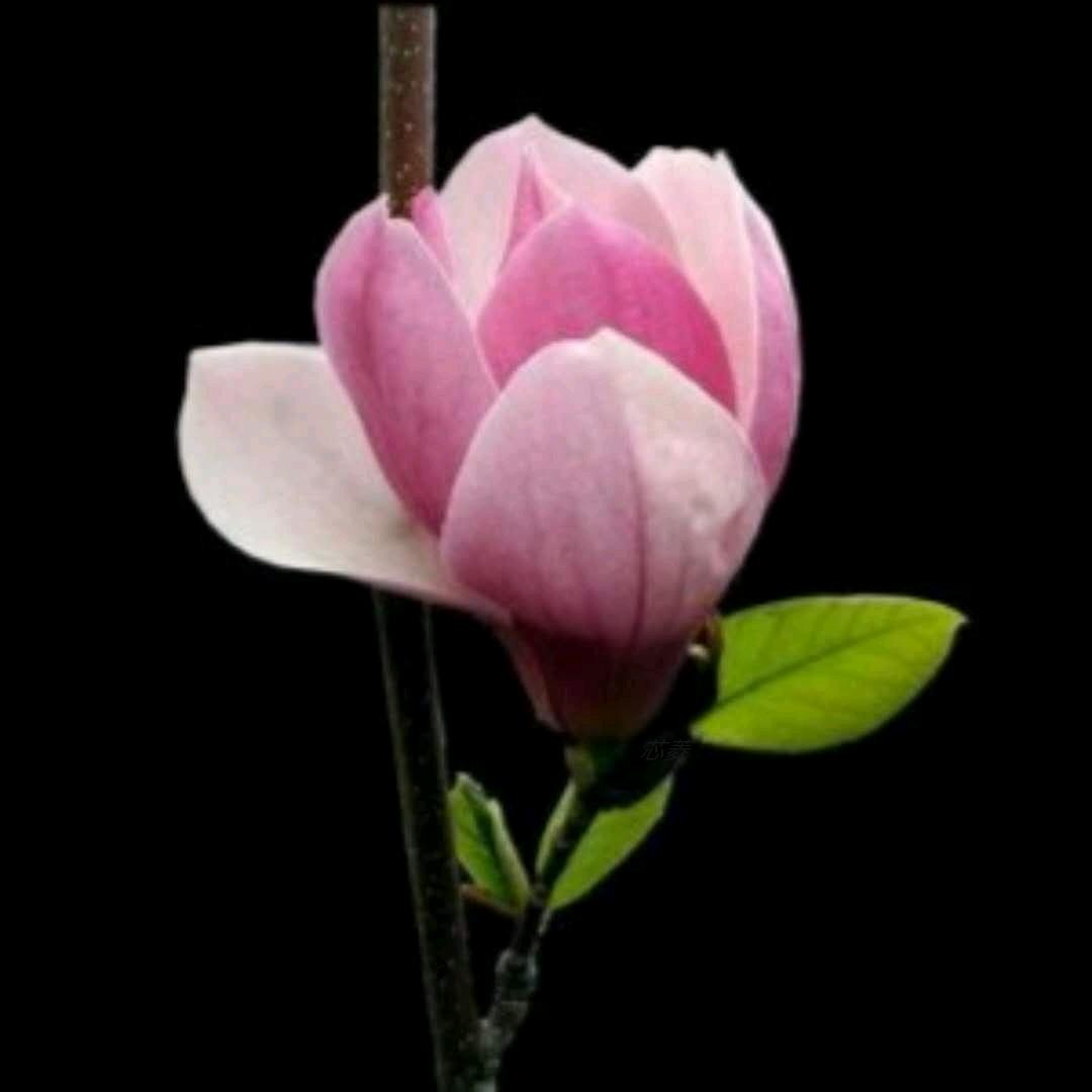 芯菱