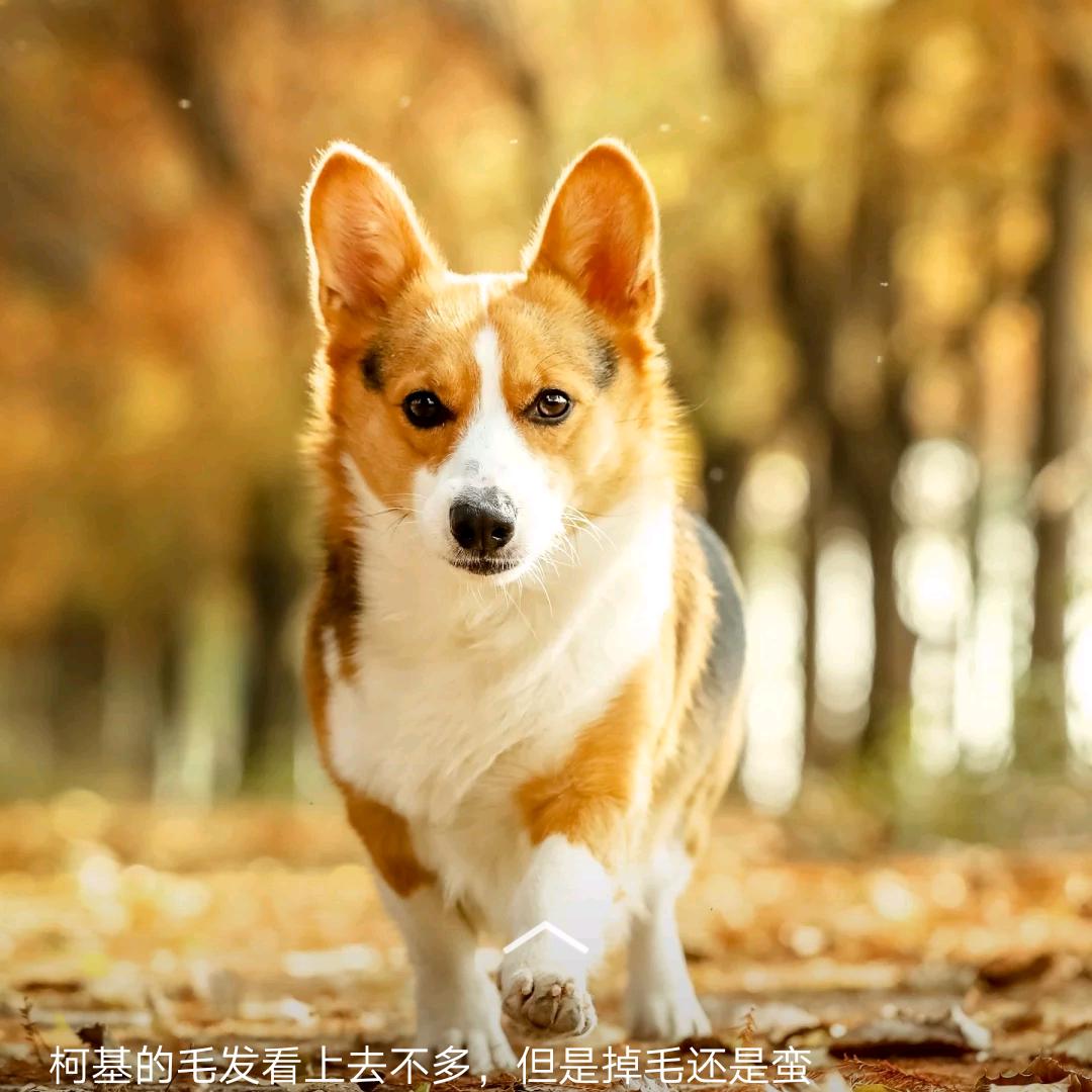 小豆子