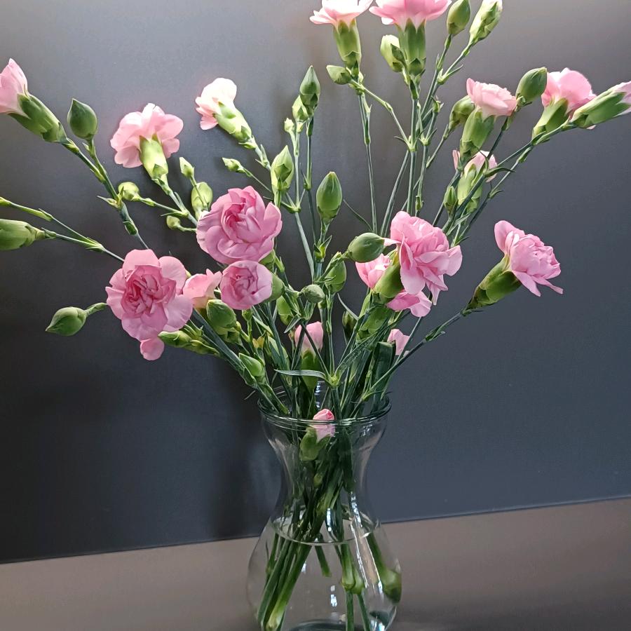 广州缔朵鲜花批发