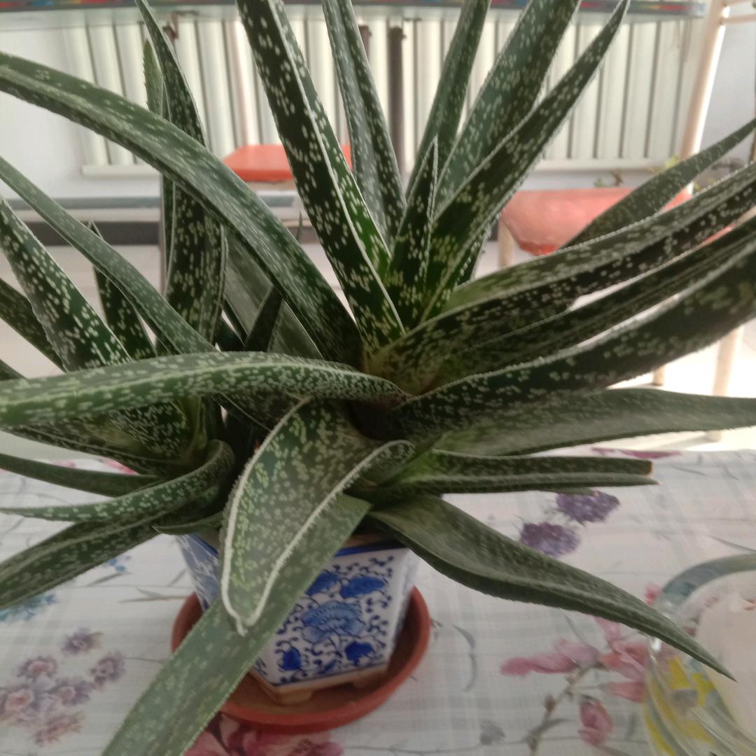 风禾日丽