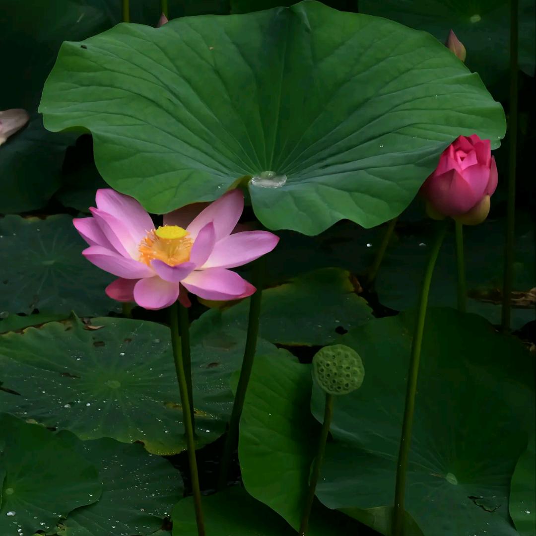 拍抖音为了开心