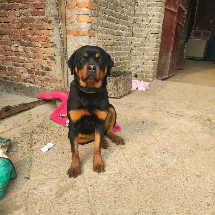 罗威纳    (❁´◡`❁)