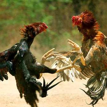 晨曦探店351（有团队）