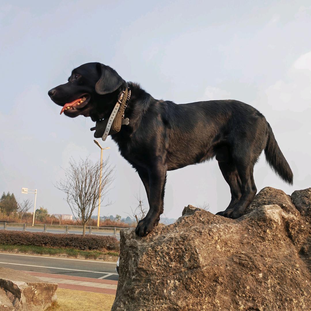 眉山滑板狗（训犬，寄养）