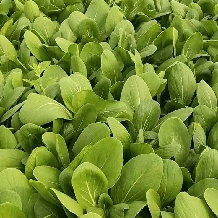 王磊上海青小白菜基地