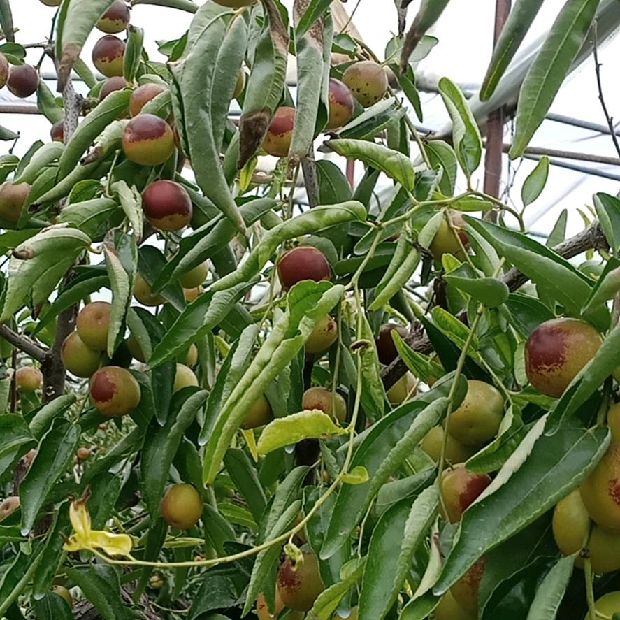 丽丽，丰润舞鼓团