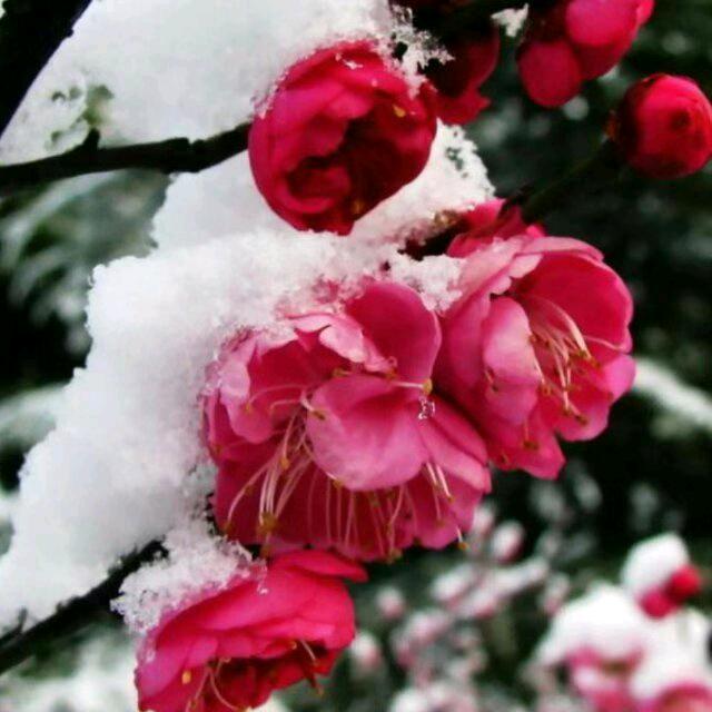 傲雪寒梅