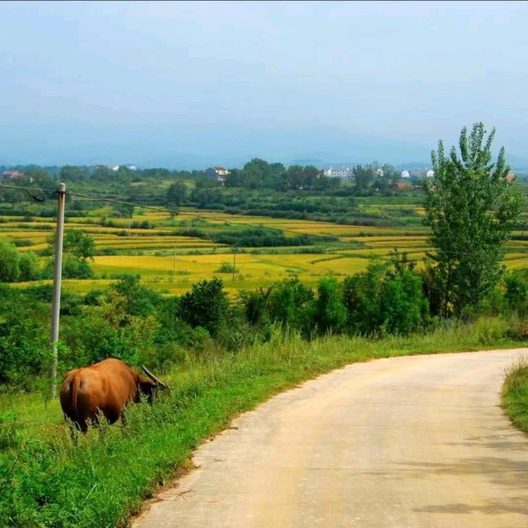 风微凉🌾🌾