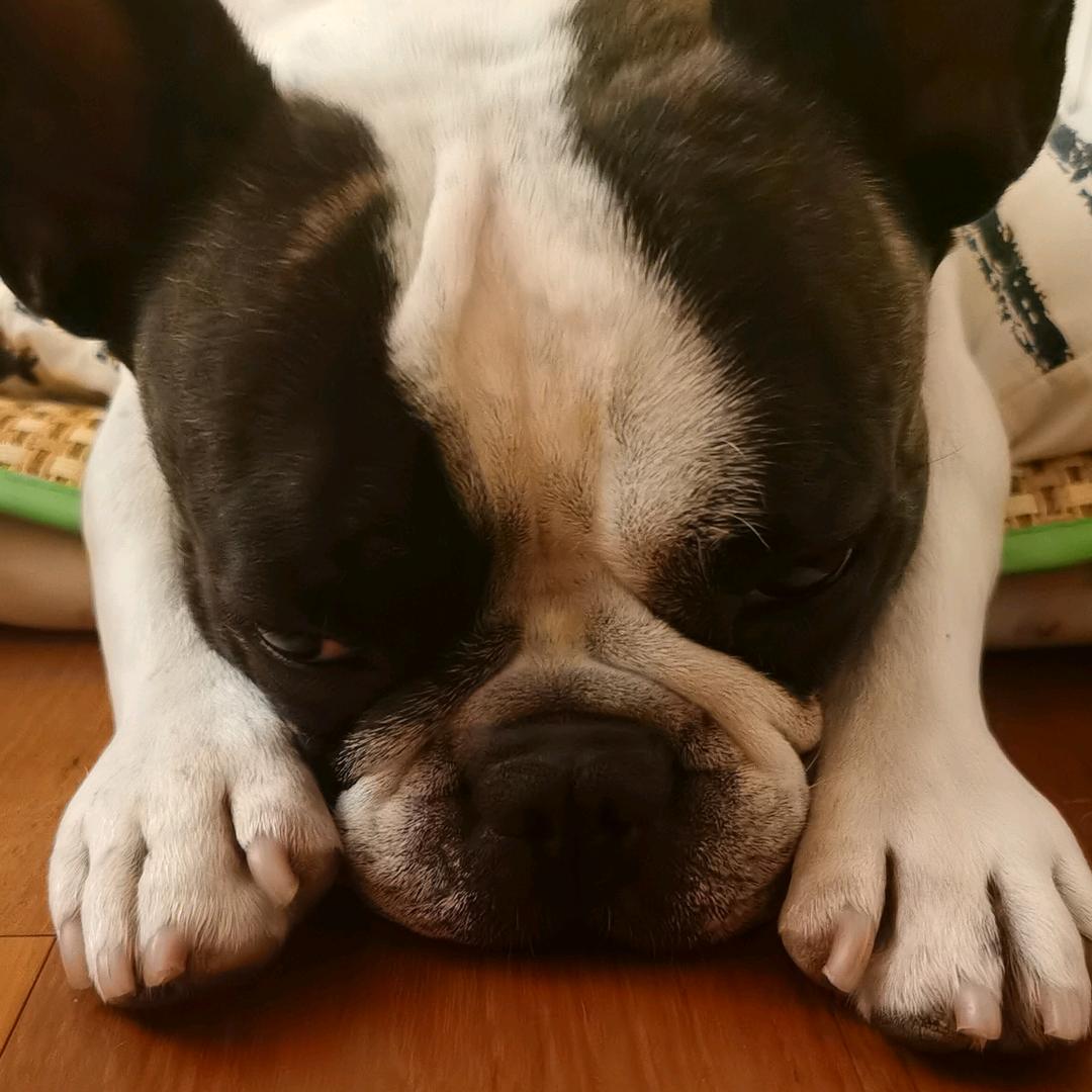 托比