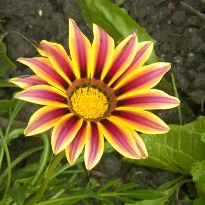 期待明天会更好