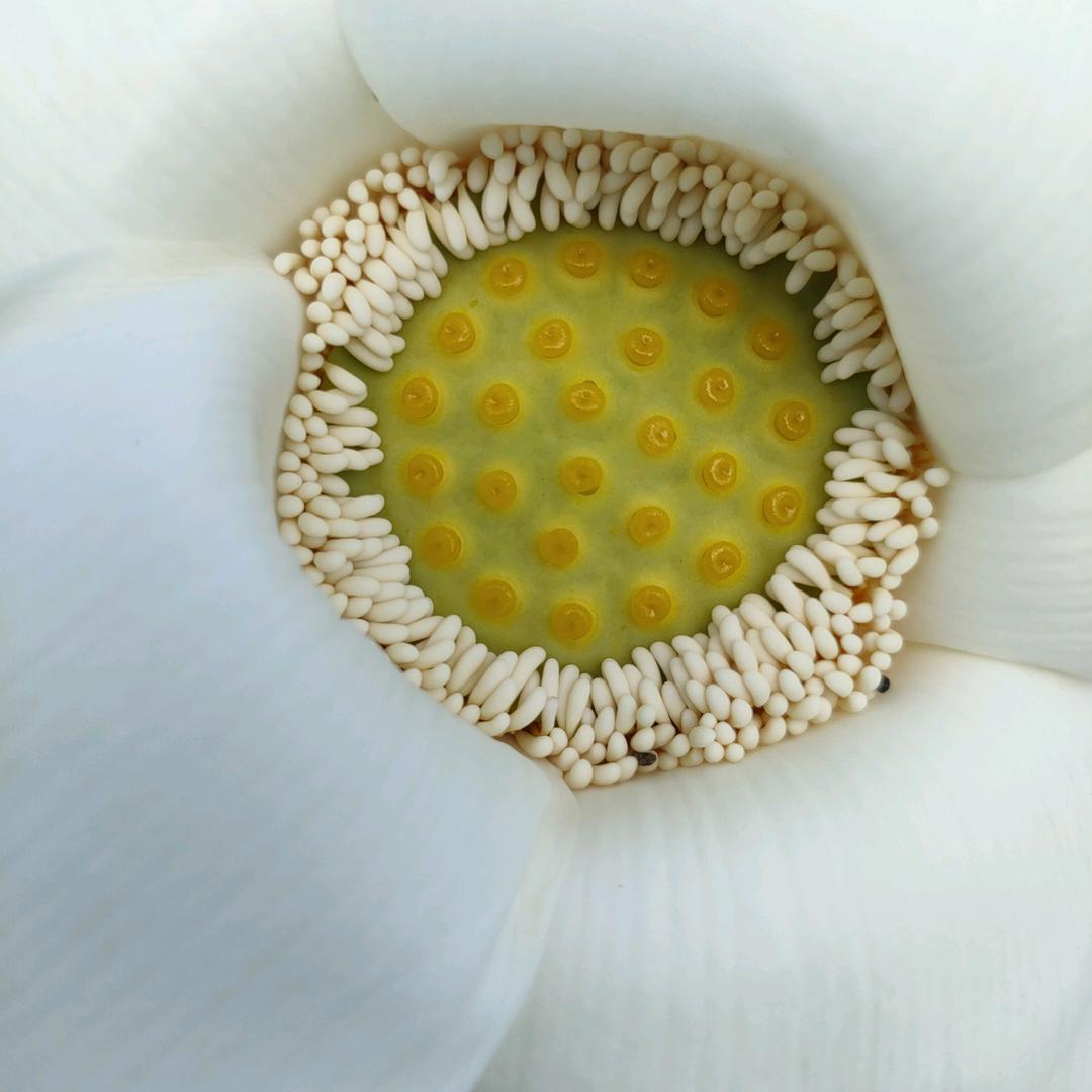 A孔氏莲藕家庭农场种植各种莲藕品种种子