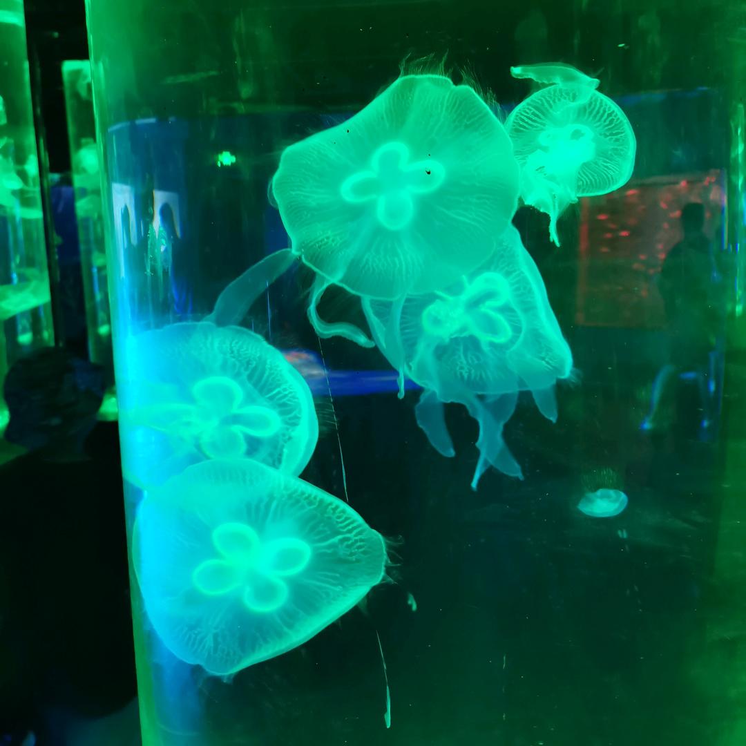 五征三轮汽车河南汝州市总经销