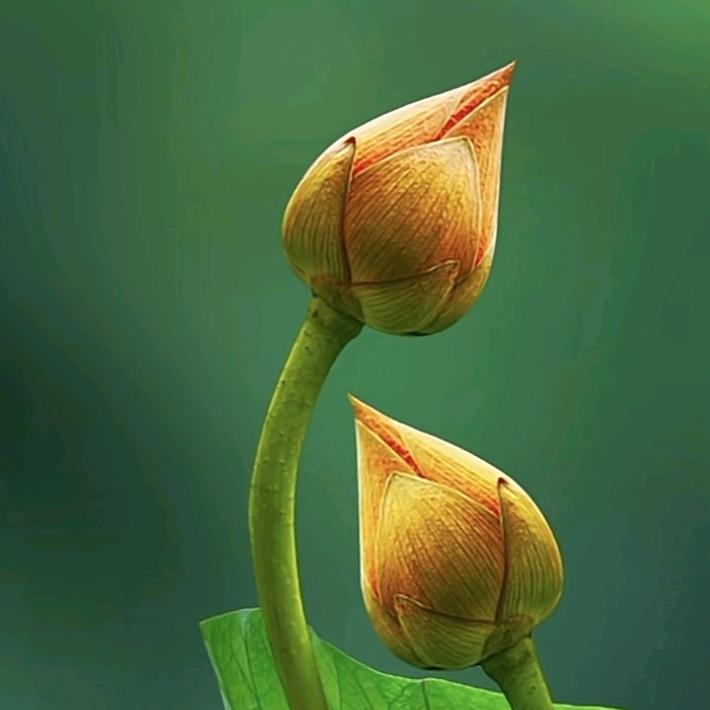 花伯（农翼文化）